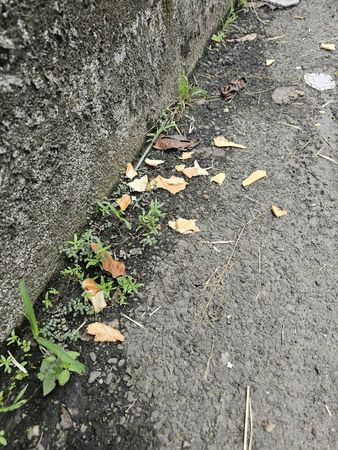 ▲台南市仁德區有民眾被檢舉指控長期在路邊潑撒食物、廚餘,餵養流浪狗及招來鳥類,除造成環境髒亂外,也引發流浪狗群追人、鳥糞及老鼠、蟑螂聚集等環境污染、病媒傳播問題。(民眾提供,下同)