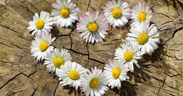 命理專家塔羅牌老師艾菲爾點出3個星座桃花旺,另外有3個星座則是小心爛桃花。(示意圖/Pixabay)