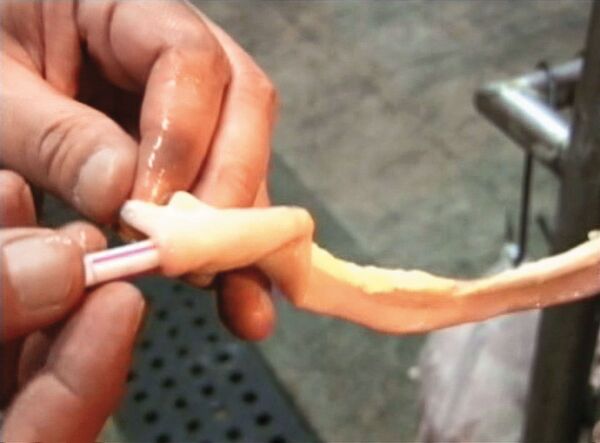 攤商將(東森新聞提供)吸管塞進豬腸做記號,意外抓到綁架殺人犯。