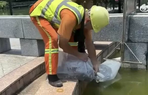 ▲▼廣東屈公病破4000例!官方投放5000條「滅蚊魚」。(圖/翻攝微博)