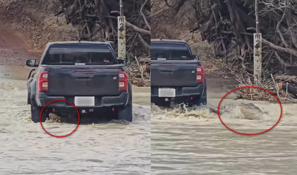 男開小貨車渡河被卡住 車輪下突爬出「超巨大鱷魚」驚人片爆紅。(圖/翻攝自TikTok/matteo_mastratisi)
