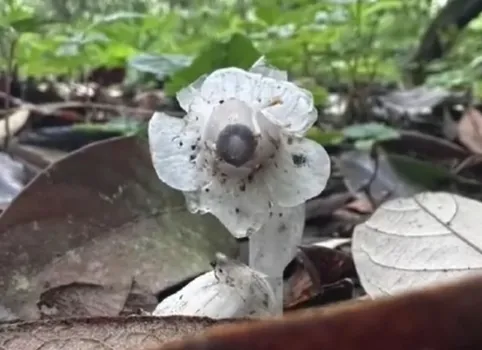 ▲有「冥界之花」之稱的水晶蘭。(圖/翻攝自微博)