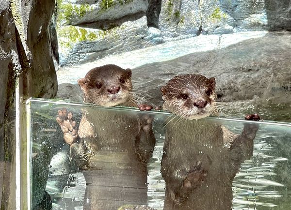 ▲▼新水獺「左左」來到遠雄海洋公園。(圖/業者提供)