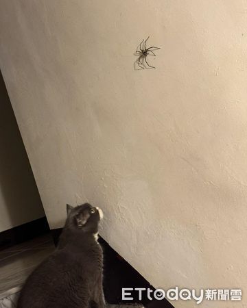 ▲。(圖/有點毛毛的/我是熊熊我是哥哥我是扭牛我是弟弟提供)