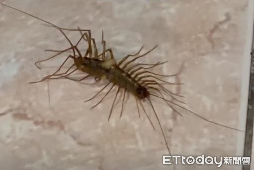 ▲。(圖/有點毛毛的/我是熊熊我是哥哥我是扭牛我是弟弟提供)