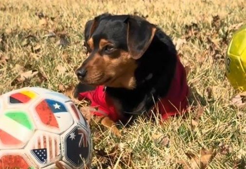 ▲。(圖/翻攝自TikTok/@ronaldothefootballdog)