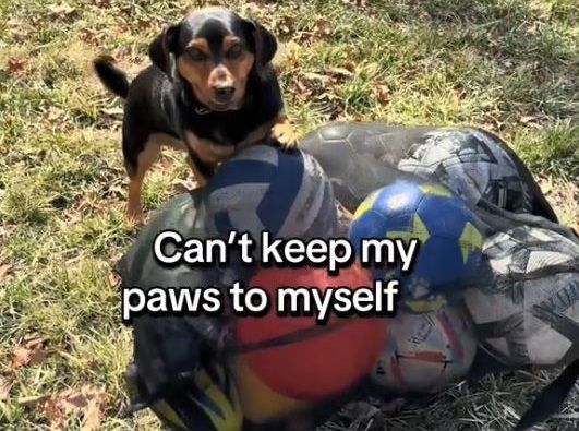 ▲。(圖/翻攝自TikTok/@ronaldothefootballdog)