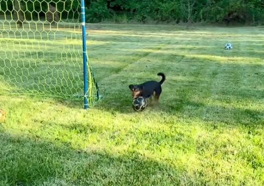 ▲。(圖/翻攝自TikTok/@ronaldothefootballdog)