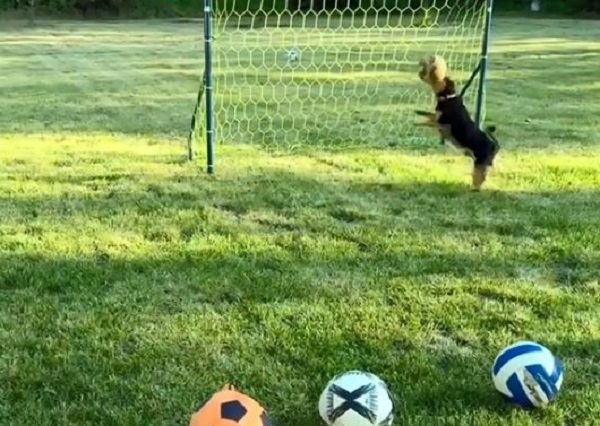 ▲。(圖/翻攝自TikTok/@ronaldothefootballdog)