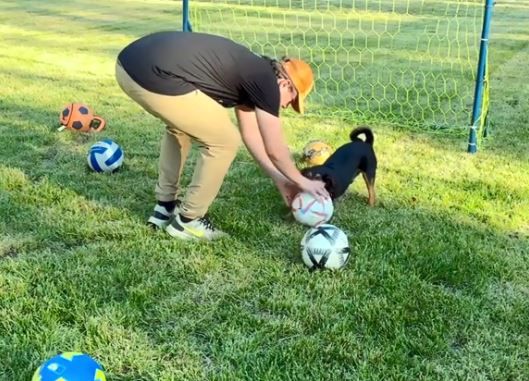 ▲。(圖/翻攝自TikTok/@ronaldothefootballdog)