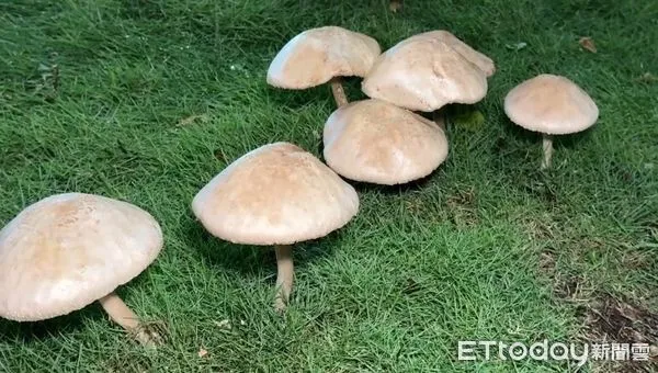 ▲▼高雄暴雨長出「綠褶菇」分隔島上一堆!市府警告:有毒別吃。(圖/民眾提供)