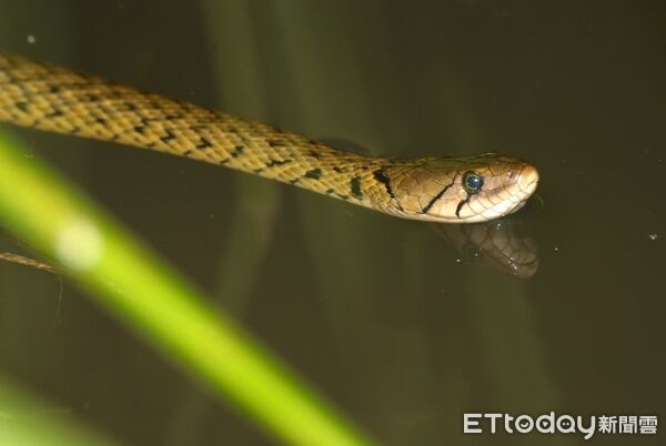 ▲嘉義分署設定3D列印動物爬梯,成功記錄草花蛇使用通道畫面。(記者林東良翻攝,下同)