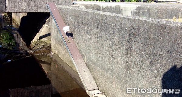 ▲嘉義分署設定3D列印動物爬梯,成功記錄草花蛇使用通道畫面。(記者林東良翻攝,下同)