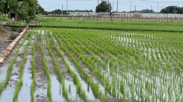 ▲彰化埤頭鄉1名江姓青農觸電身亡。(圖/記者唐詠絮翻攝)