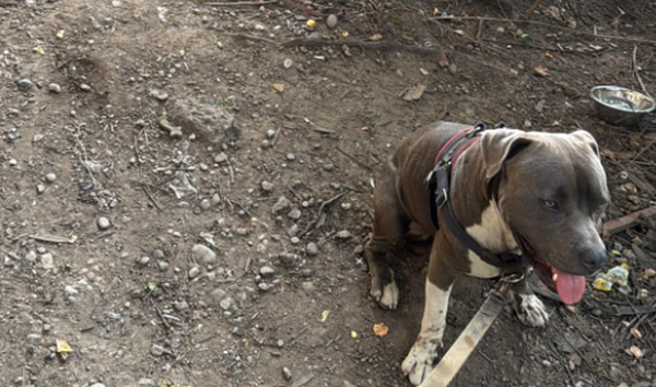 陌生狗在公園狂吠求關注 男跟著走進樹林發現「2名昏迷男女」。(圖/翻攝自Facebook/Ellgene Thynes)