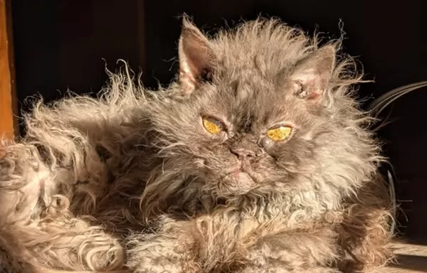 扁平鼻+特異大眼睛 女大生被「ET貓」1動作圈粉秒決定當鏟屎官。(圖/翻攝自jurassicpark74)