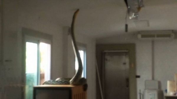 蟒蛇甚至試圖將身體往上提升,企圖重新爬回天花板中。(翻攝畫面)