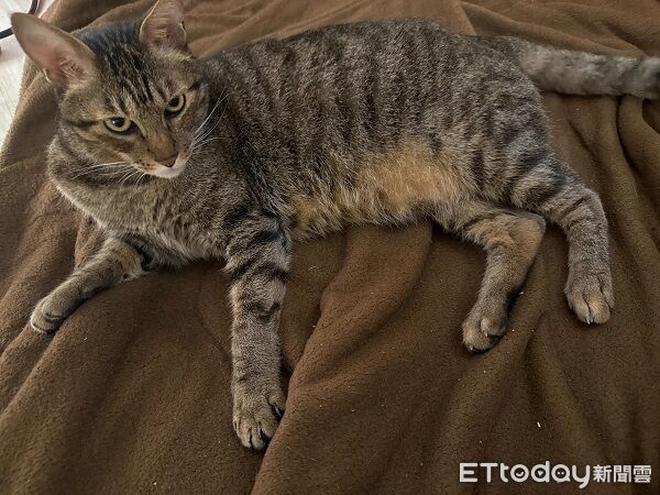 ▲。(圖/Threads@kobayashi_2020提供,請勿隨意翻拍,以免侵權。)