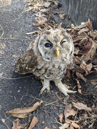 ▲。(圖/翻攝自X/@AA01superCub)