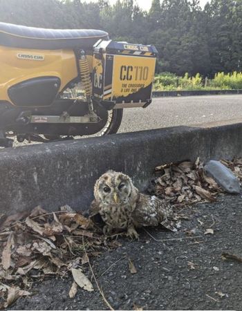 ▲。(圖/翻攝自X/@AA01superCub)