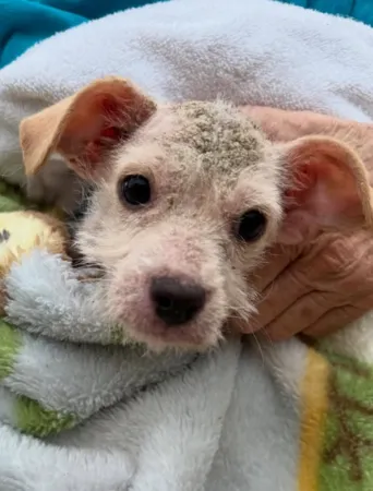 皮膚病小狗差點被安樂死,成功被領養。(圖/翻攝自IG@threelittlepittiesrescue)