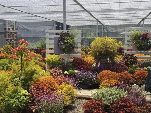 ▲花露農場欣賞鳳羽彩葉展。(圖/翻攝自Facebook/花露農場)