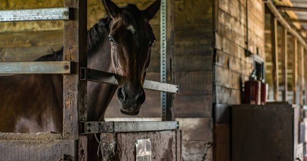 丹麥一位母親將女兒的小馬送往動物園餵食獅子。(示意圖/翻攝Pexels)