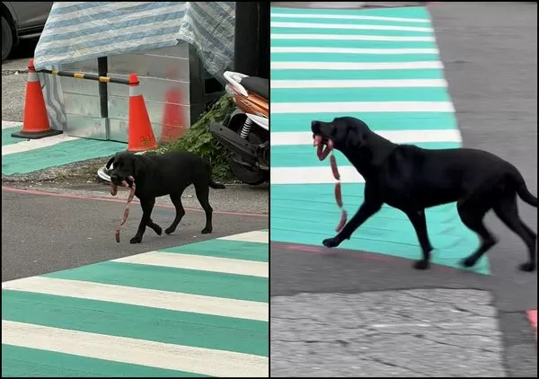 ▲▼誰家的香腸不見了?黑狗「叼香腸過馬路」 吸3萬人按讚。(圖/翻攝自臉書/基隆人日常)