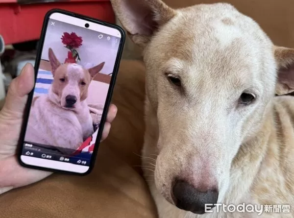 ▲。(圖/有點毛毛的/侯怡君提供)