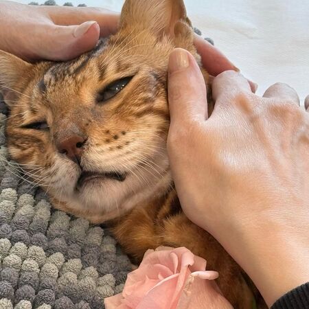 ▲周慧敏痛失愛貓。(圖/翻攝自周慧敏IG)