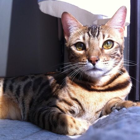 ▲周慧敏痛失愛貓。(圖/翻攝自周慧敏IG)