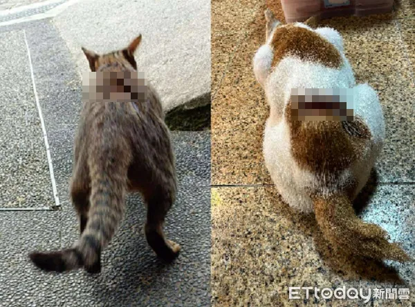 ▲。(圖/侯硐貓友社志工提供,請勿隨意翻拍,以免侵權。)