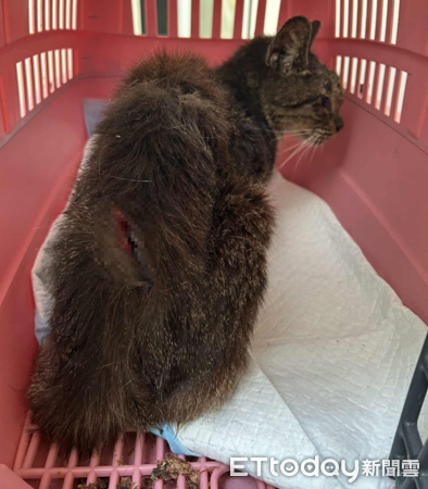 ▲。(圖/侯硐貓友社志工提供,請勿隨意翻拍,以免侵權。)