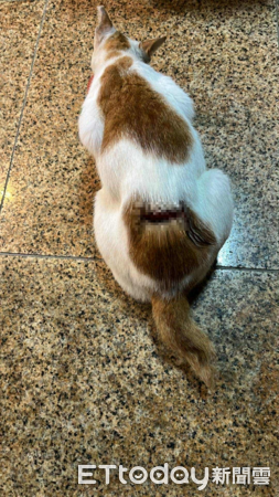 ▲。(圖/侯硐貓友社志工提供,請勿隨意翻拍,以免侵權。)