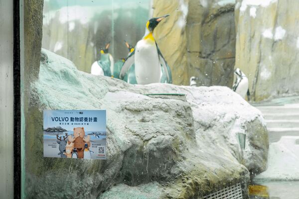 ▲▼(2) 圖說:全球暖化與極端氣候加劇,國王企鵝與黑腳企鵝的棲息地面臨嚴峻挑戰。(圖/VOLVO提供)