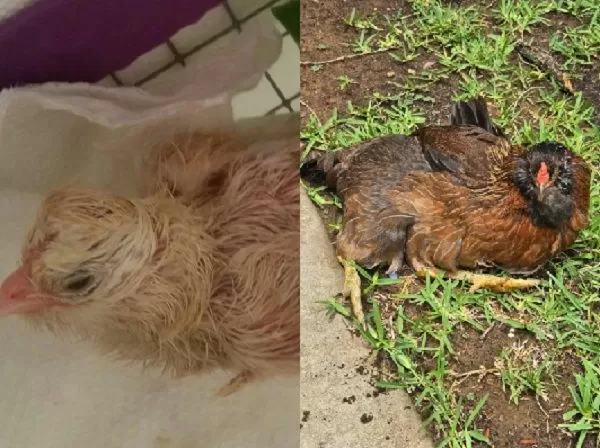 ▲。(圖/翻攝自Guinness World Records)