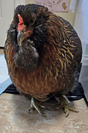 ▲。(圖/翻攝自Guinness World Records)