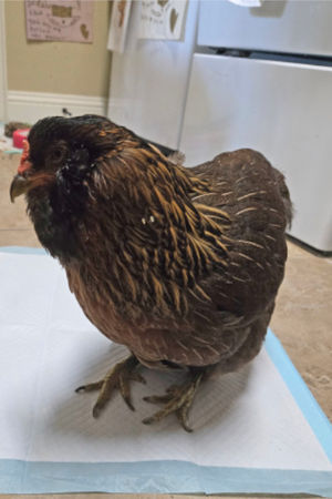 ▲。(圖/翻攝自Guinness World Records)