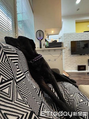 高山犬豆豆龍。(圖/粉專Taiwan Motorcyclist Couple提供)