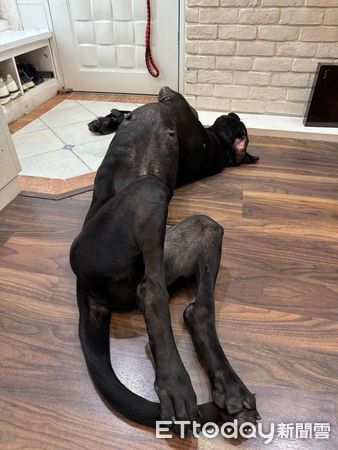 高山犬豆豆龍。(圖/粉專Taiwan Motorcyclist Couple提供)