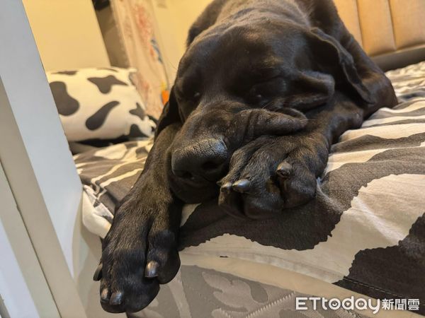 高山犬豆豆龍。(圖/粉專Taiwan Motorcyclist Couple提供)