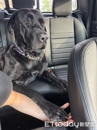 高山犬豆豆龍。(圖/粉專Taiwan Motorcyclist Couple提供)