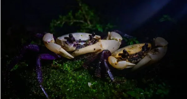 熊貓蟹以黑白相間花紋得名。(圖/翻攝自กรมอุทยานแห่งชาติ สัตว์ป่า และพันธุ์พืช臉書,下同)