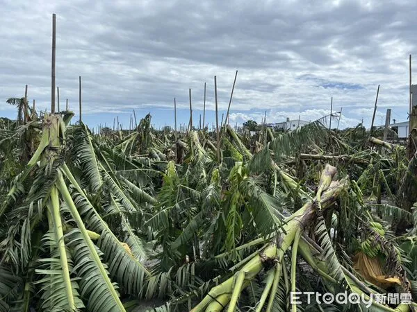 ▲▼全台因楊柳颱風造成的農業損失高達新台幣4億3,058萬元,其中以台東縣損失逾3億元最多。(圖/記者王兆麟翻攝,下同)