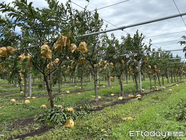▲▼全台因楊柳颱風造成的農業損失高達新台幣4億3,058萬元,其中以台東縣損失逾3億元最多。(圖/記者王兆麟翻攝,下同)