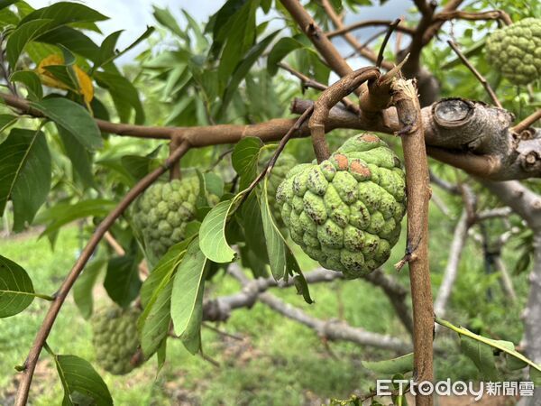 ▲▼全台因楊柳颱風造成的農業損失高達新台幣4億3,058萬元,其中以台東縣損失逾3億元最多。(圖/記者王兆麟翻攝,下同)