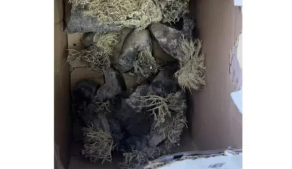 ▲大陸二手交易平台驚現「南極地衣」,疑為南極科考隊員夾帶運出。(圖/翻攝極目新聞)