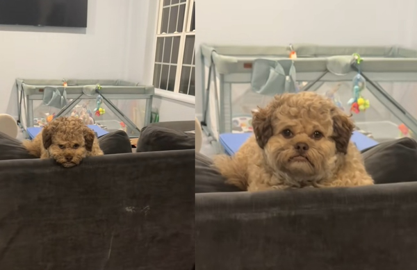 米克斯汪憂鬱趴沙發 一抬頭「表情超像人類」爆紅:好像我同事。(圖/翻攝自TikTok/max.hawt.dawg)