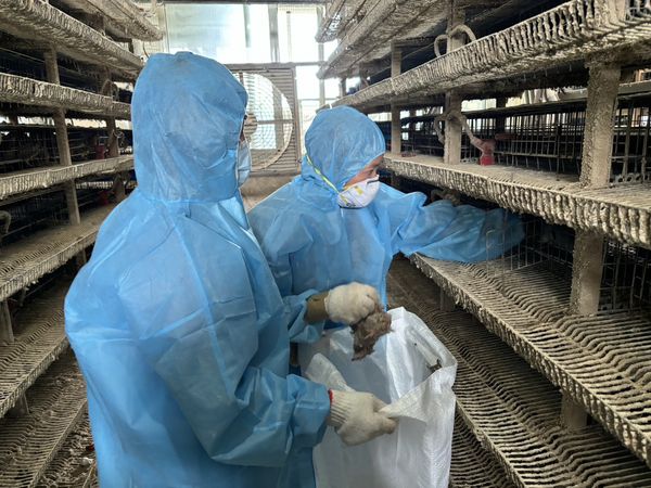 ▲彰化鹿港鵪鶉場感染禽流感全部撲殺清消。(圖/彰化動物防疫所提供)