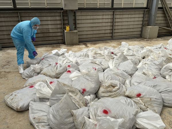 ▲彰化鹿港鵪鶉場感染禽流感全部撲殺清消。(圖/彰化動物防疫所提供)